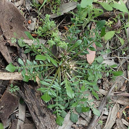 Centaurea raphanina subsp. mixta \ Rettichartige Flockenblume / Knapweed, GR Athen, Mount Egaleo 10.4.2019