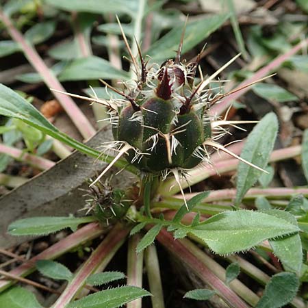 Centaurea raphanina subsp. mixta \ Rettichartige Flockenblume / Knapweed, GR Athen, Mount Egaleo 10.4.2019