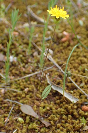 Achyrophorus valdesii \ Ätna-Ferkelkraut, Mittelmeer-Ferkelkraut, GR Athen, Mount Egaleo 10.4.2019