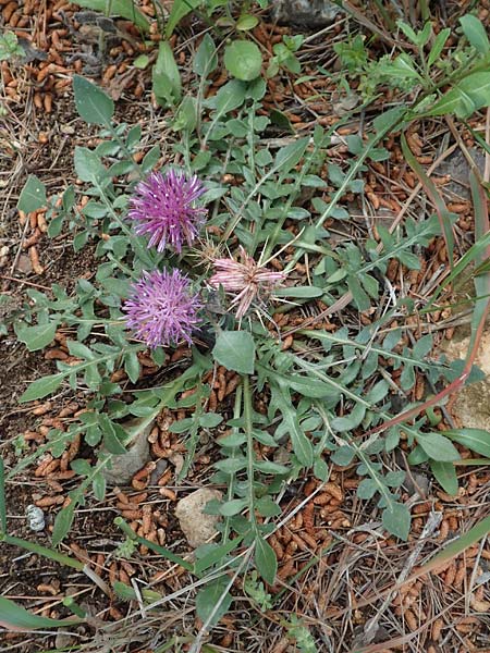 Centaurea raphanina subsp. mixta \ Rettichartige Flockenblume / Knapweed, GR Athen, Mount Egaleo 10.4.2019