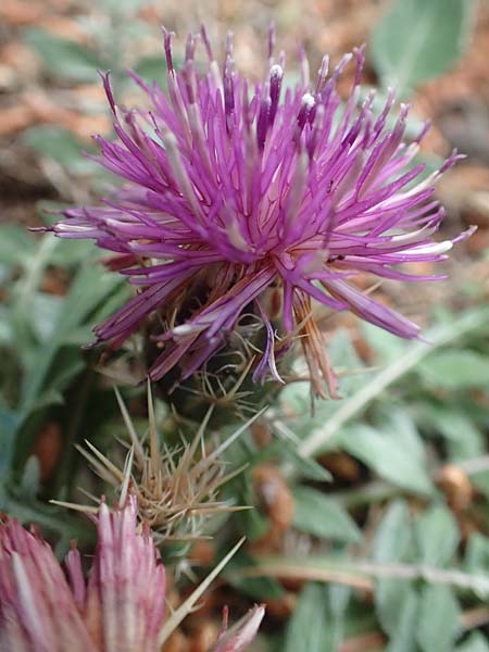 Centaurea raphanina subsp. mixta \ Rettichartige Flockenblume / Knapweed, GR Athen, Mount Egaleo 10.4.2019