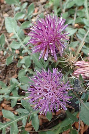 Centaurea raphanina subsp. mixta \ Rettichartige Flockenblume, GR Athen, Mount Egaleo 10.4.2019