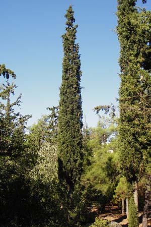 Cupressus sempervirens var. pyramidalis \ Sulen-Zypresse, Italienische Zypresse / Italian Cypress, GR Hymettos 26.8.2014