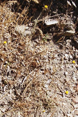 Centaurea solstitialis \ Sonnwend-Flockenblume, GR Euboea (Evia), Dimosari - Schlucht 29.8.2014