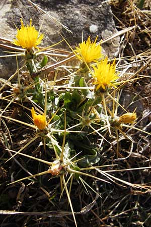 Centaurea solstitialis \ Sonnwend-Flockenblume, GR Parnitha 1.9.2014