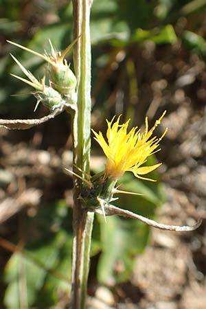 Centaurea solstitialis \ Sonnwend-Flockenblume / Yellow Star Thistle, GR Euboea (Evia), Agdines 27.8.2017