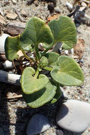 Calystegia soldanella / Sea Bindweed, GR Euboea (Evia), Kanatadika 28.8.2017