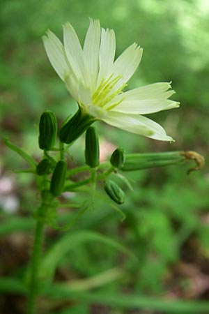 Lactuca hispida / Stiff-Haired Lettuce, GR Zagoria, Vikos - Gorge 15.5.2008