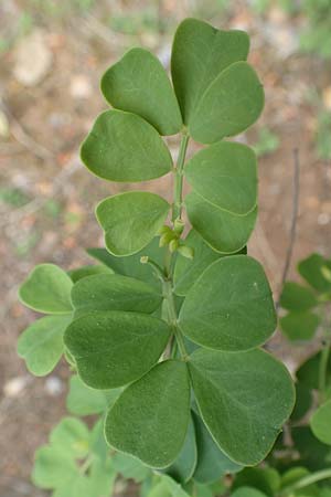 Coronilla glauca / Mediterranean Scorpion Vetch, GR Athen, Mount Egaleo 10.4.2019