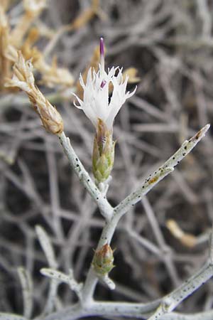 Centaurea spinosa \ Dornige Flockenblume / Prickly-Branched Centaury, GR Euboea (Evia), Kalianou 29.8.2014