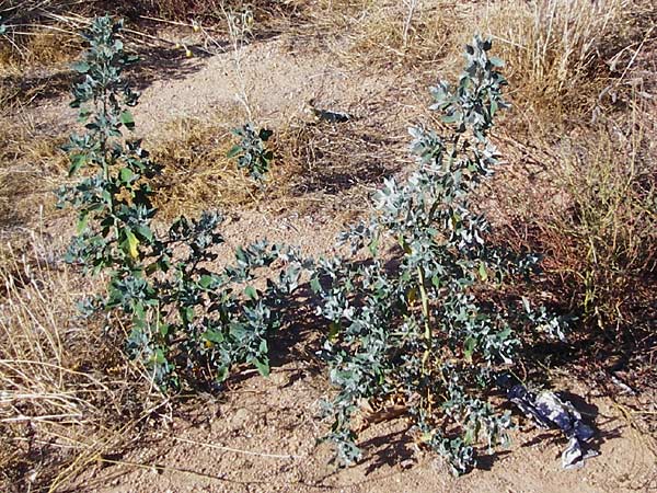 Chenopodium ficifolium \ Feigenblttriger Gnsefu / Fig-Leaved Goosefoot, GR Athen 4.9.2014