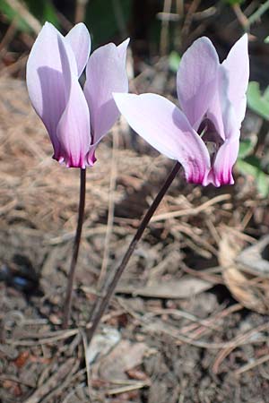 Cyclamen graecum \ Griechisches Alpenveilchen / Greek Cyclamen, GR Euboea (Evia), Agdines 27.8.2017