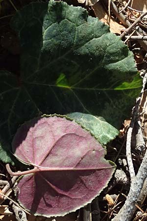 Cyclamen graecum \ Griechisches Alpenveilchen / Greek Cyclamen, GR Hymettos 13.4.2024