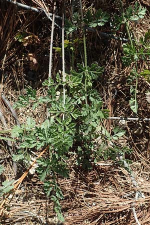Daucus carota subsp. maximus \ Riesen-Mhre / Bird's Nest, GR Euboea (Evia), Agdines 27.8.2017