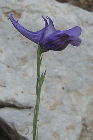 Delphinium peregrinum \ Fremder Rittersporn / Violet Larkspur, GR Zagoria, Vikos - Schlucht / Gorge 26.8.2007