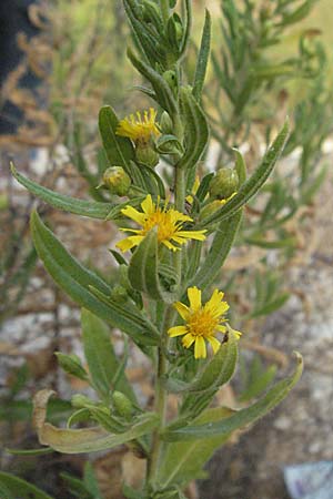 Dittrichia viscosa \ Klebriger Alant / Woody Fleabane, False Yellowhead, GR Igoumenitsa 24.8.2007