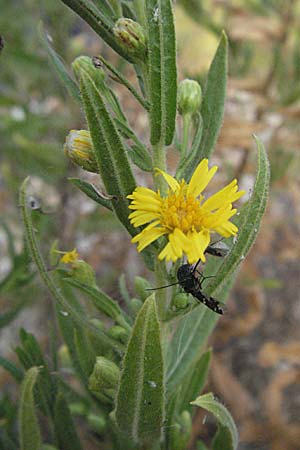 Dittrichia viscosa \ Klebriger Alant / Woody Fleabane, False Yellowhead, GR Igoumenitsa 24.8.2007