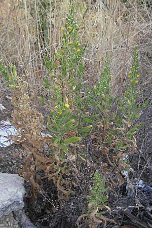 Dittrichia viscosa \ Klebriger Alant / Woody Fleabane, False Yellowhead, GR Igoumenitsa 24.8.2007