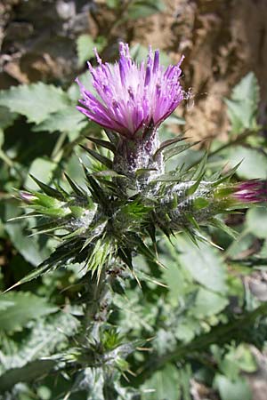 Carduus pycnocephalus \ Knuelkpfige Distel / Plymouth Thistle, GR Zagoria, Kipi 18.5.2008