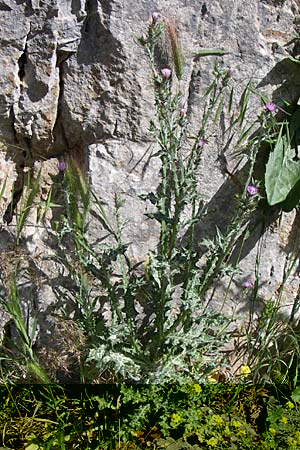 Carduus pycnocephalus \ Knuelkpfige Distel / Plymouth Thistle, GR Zagoria, Kipi 18.5.2008