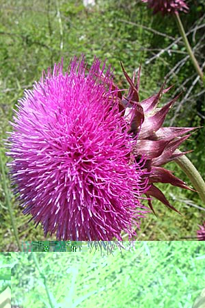 Carduus thoermeri \ Thoermers Distel, GR Zagoria, Kipi 18.5.2008