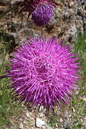 Carduus thoermeri \ Thoermers Distel / Nodding Thistle, GR Zagoria, Kipi 18.5.2008