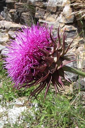 Carduus thoermeri \ Thoermers Distel, GR Zagoria, Kipi 18.5.2008