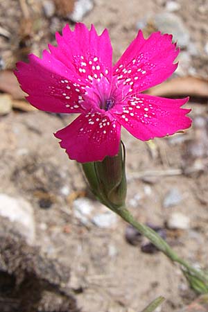 Dianthus diffusus / Pink, GR Hymettos 20.5.2008