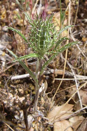 Atractylis cancellata \ Gitter-Spindelkraut / Distaff Thistle, Small Cnicus, GR Hymettos 20.5.2008