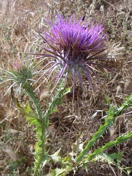 Onopordum argolicum \ Argolische Esels-Distel, GR Hymettos 21.5.2008