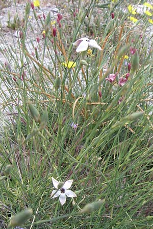 Dianthus monadelphus subsp. pallens \ Einbrderige Nelke / Monadelphous Pink, GR Parnitha 22.5.2008