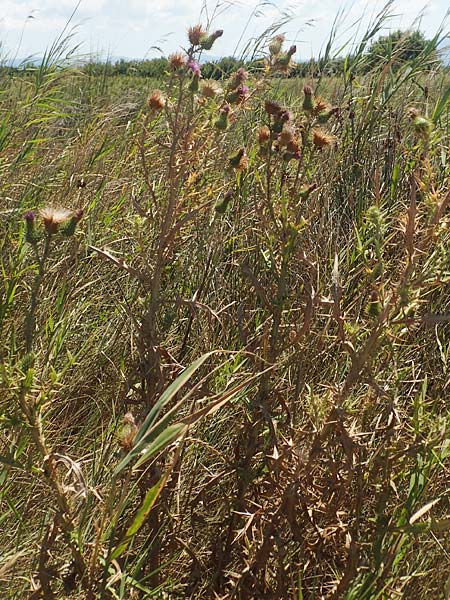 Carduus acanthoides \ Weg-Distel / Welted Thistle, GR Euboea (Evia), Kanatadika 25.8.2017