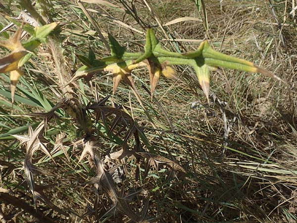 Carduus acanthoides \ Weg-Distel / Welted Thistle, GR Euboea (Evia), Kanatadika 25.8.2017