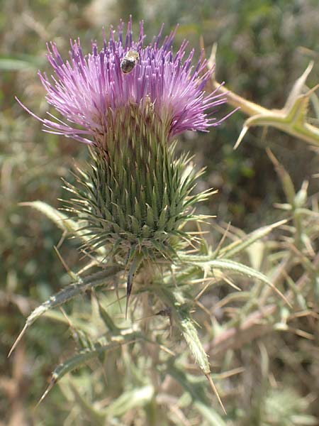 Carduus acanthoides / Welted Thistle, GR Euboea (Evia), Kanatadika 25.8.2017