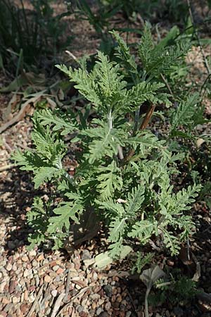 Salvia x floriferior \ Fiederschnittige Blauraute, Silber-Perowskie / Russian Sage, GR Athen 21.3.2019