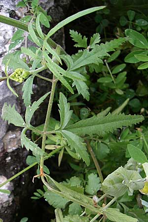 Leiotulus aureus / Golden Hogweed, GR Dodoni 14.5.2008