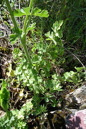 Pastinaca clausii \ Duftender Pastinak / Fragrant Parsnip, GR Zagoria, Vikos - Schlucht / Gorge 15.5.2008