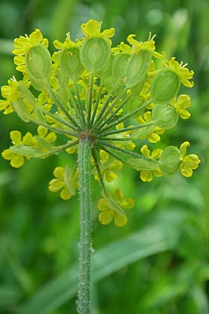 Leiotulus aureus / Golden Hogweed, GR Konitsa 16.5.2008