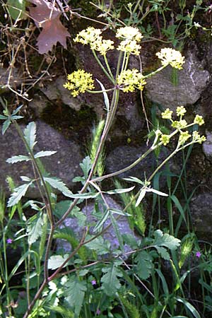 Leiotulus aureus / Golden Hogweed, GR Konitsa 16.5.2008