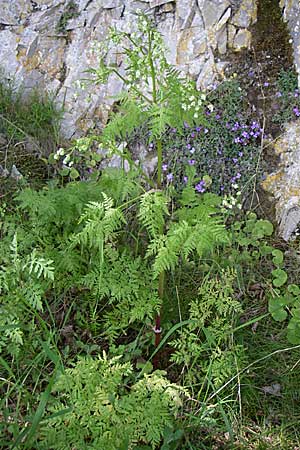 Chaerophyllum temulum / Rough Chervil, GR Zagoria, Monodendri 19.5.2008