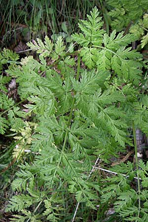 Chaerophyllum temulum \ Hecken-Klberkropf, Taumel-Klberkropf / Rough Chervil, GR Zagoria, Monodendri 19.5.2008