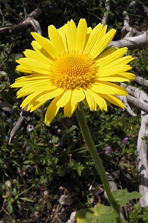 Doronicum orientale \ stliche Gmswurz, GR Parnitha 3.4.2013