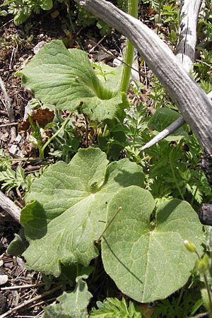 Doronicum orientale \ stliche Gmswurz / Caucasian Leopard's-Bane, GR Parnitha 3.4.2013