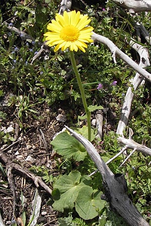 Doronicum orientale \ stliche Gmswurz / Caucasian Leopard's-Bane, GR Parnitha 3.4.2013