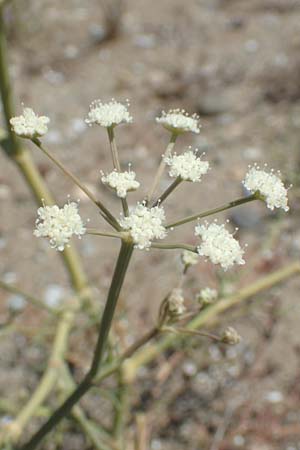 Seseli tortuosum \ Gedrehter Sesel / Massilian Hartwort, GR Euboea (Evia), Kanatadika 25.8.2017