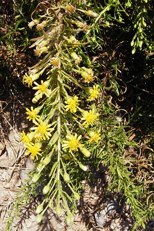 Dittrichia viscosa \ Klebriger Alant / Woody Fleabane, False Yellowhead, GR Euboea (Evia), Marmari 27.8.2014