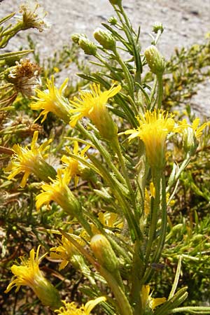 Dittrichia viscosa \ Klebriger Alant, GR Euboea (Evia), Marmari 27.8.2014