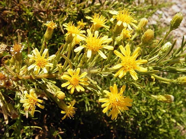 Dittrichia viscosa \ Klebriger Alant / Woody Fleabane, False Yellowhead, GR Euboea (Evia), Marmari 27.8.2014