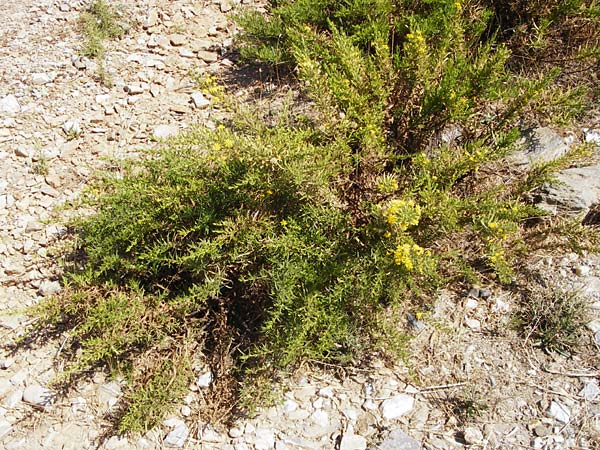 Dittrichia viscosa \ Klebriger Alant, GR Euboea (Evia), Marmari 27.8.2014