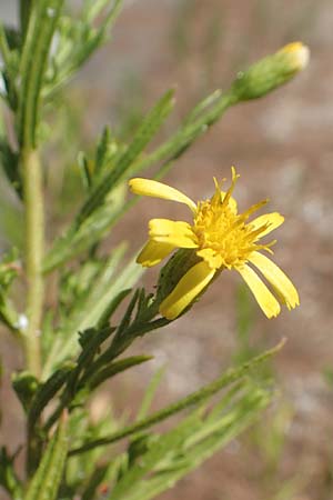 Dittrichia viscosa \ Klebriger Alant, GR Euboea (Evia), Agia Anna 27.8.2017